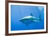 Great White Shark-DLILLC-Framed Photographic Print