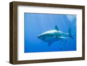 Great White Shark-DLILLC-Framed Photographic Print