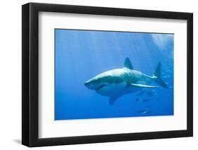 Great White Shark-DLILLC-Framed Photographic Print