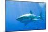 Great White Shark-DLILLC-Mounted Photographic Print