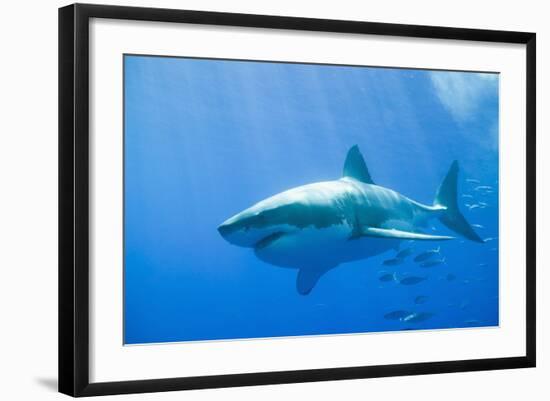 Great White Shark-DLILLC-Framed Photographic Print