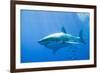 Great White Shark-DLILLC-Framed Photographic Print