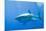 Great White Shark-DLILLC-Mounted Photographic Print