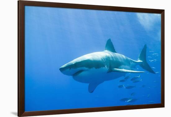 Great White Shark-DLILLC-Framed Photographic Print