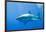 Great White Shark-DLILLC-Framed Photographic Print