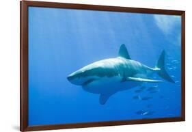 Great White Shark-DLILLC-Framed Photographic Print