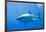 Great White Shark-DLILLC-Framed Photographic Print