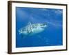 Great White Shark-DLILLC-Framed Photographic Print