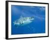 Great White Shark-DLILLC-Framed Photographic Print