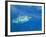 Great White Shark-DLILLC-Framed Photographic Print