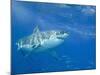 Great White Shark-DLILLC-Mounted Photographic Print