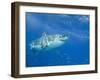 Great White Shark-DLILLC-Framed Photographic Print