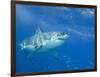 Great White Shark-DLILLC-Framed Photographic Print