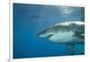 Great White Shark-DLILLC-Framed Photographic Print