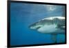 Great White Shark-DLILLC-Framed Photographic Print