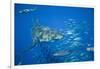 Great White Shark-DLILLC-Framed Photographic Print