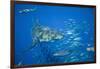 Great White Shark-DLILLC-Framed Photographic Print