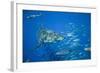 Great White Shark-DLILLC-Framed Photographic Print