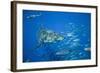 Great White Shark-DLILLC-Framed Photographic Print