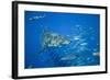 Great White Shark-DLILLC-Framed Photographic Print