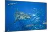 Great White Shark-DLILLC-Mounted Photographic Print