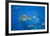 Great White Shark-DLILLC-Framed Photographic Print