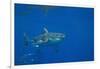 Great White Shark-DLILLC-Framed Photographic Print