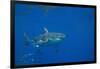 Great White Shark-DLILLC-Framed Photographic Print