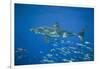 Great White Shark-DLILLC-Framed Photographic Print