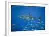 Great White Shark-DLILLC-Framed Photographic Print