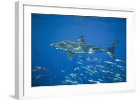 Great White Shark-DLILLC-Framed Photographic Print