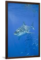 Great White Shark-DLILLC-Framed Photographic Print