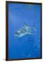 Great White Shark-DLILLC-Framed Photographic Print