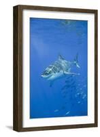 Great White Shark-DLILLC-Framed Photographic Print