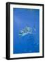 Great White Shark-DLILLC-Framed Photographic Print