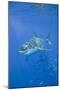 Great White Shark-DLILLC-Mounted Photographic Print