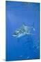 Great White Shark-DLILLC-Mounted Photographic Print