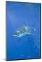 Great White Shark-DLILLC-Mounted Photographic Print