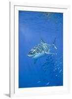 Great White Shark-DLILLC-Framed Photographic Print