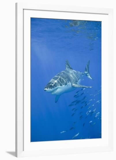 Great White Shark-DLILLC-Framed Photographic Print