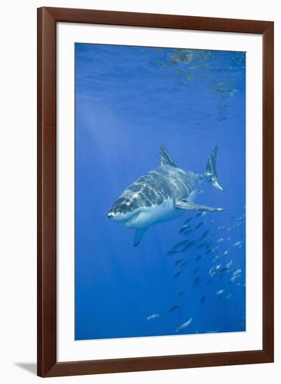 Great White Shark-DLILLC-Framed Photographic Print