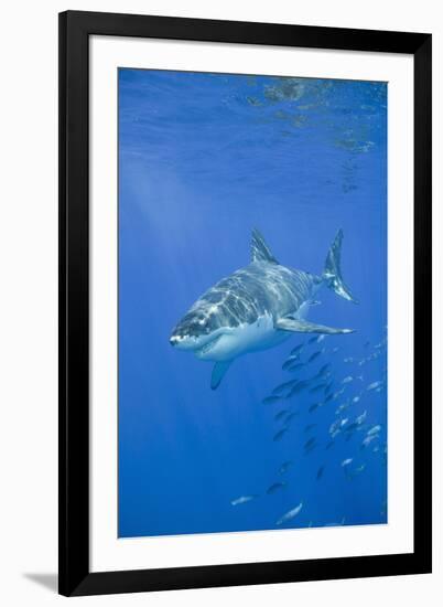 Great White Shark-DLILLC-Framed Photographic Print