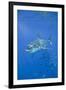 Great White Shark-DLILLC-Framed Photographic Print