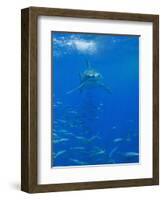 Great White Shark-DLILLC-Framed Photographic Print