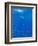 Great White Shark-DLILLC-Framed Photographic Print