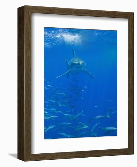 Great White Shark-DLILLC-Framed Photographic Print