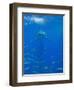 Great White Shark-DLILLC-Framed Photographic Print