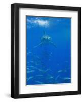 Great White Shark-DLILLC-Framed Photographic Print