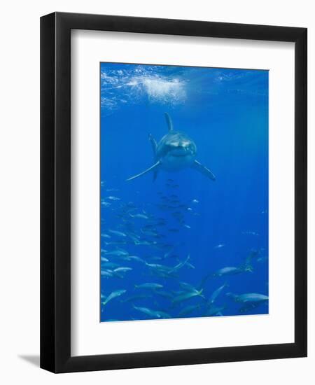 Great White Shark-DLILLC-Framed Photographic Print