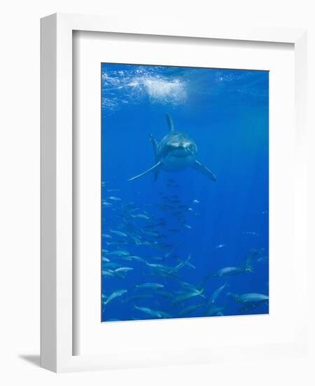 Great White Shark-DLILLC-Framed Photographic Print